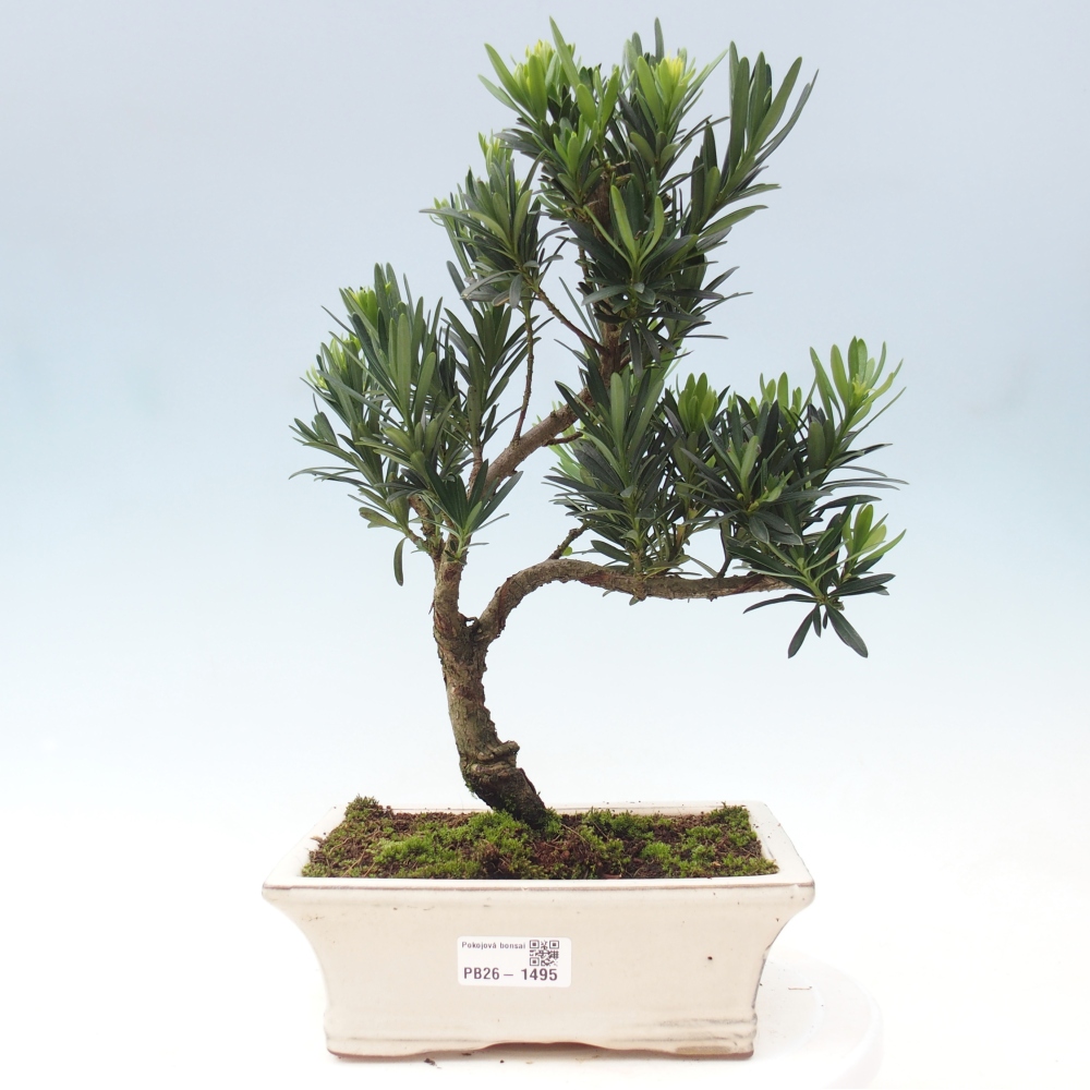Pokojová bonsai - Podocarpus - Kamenný tis