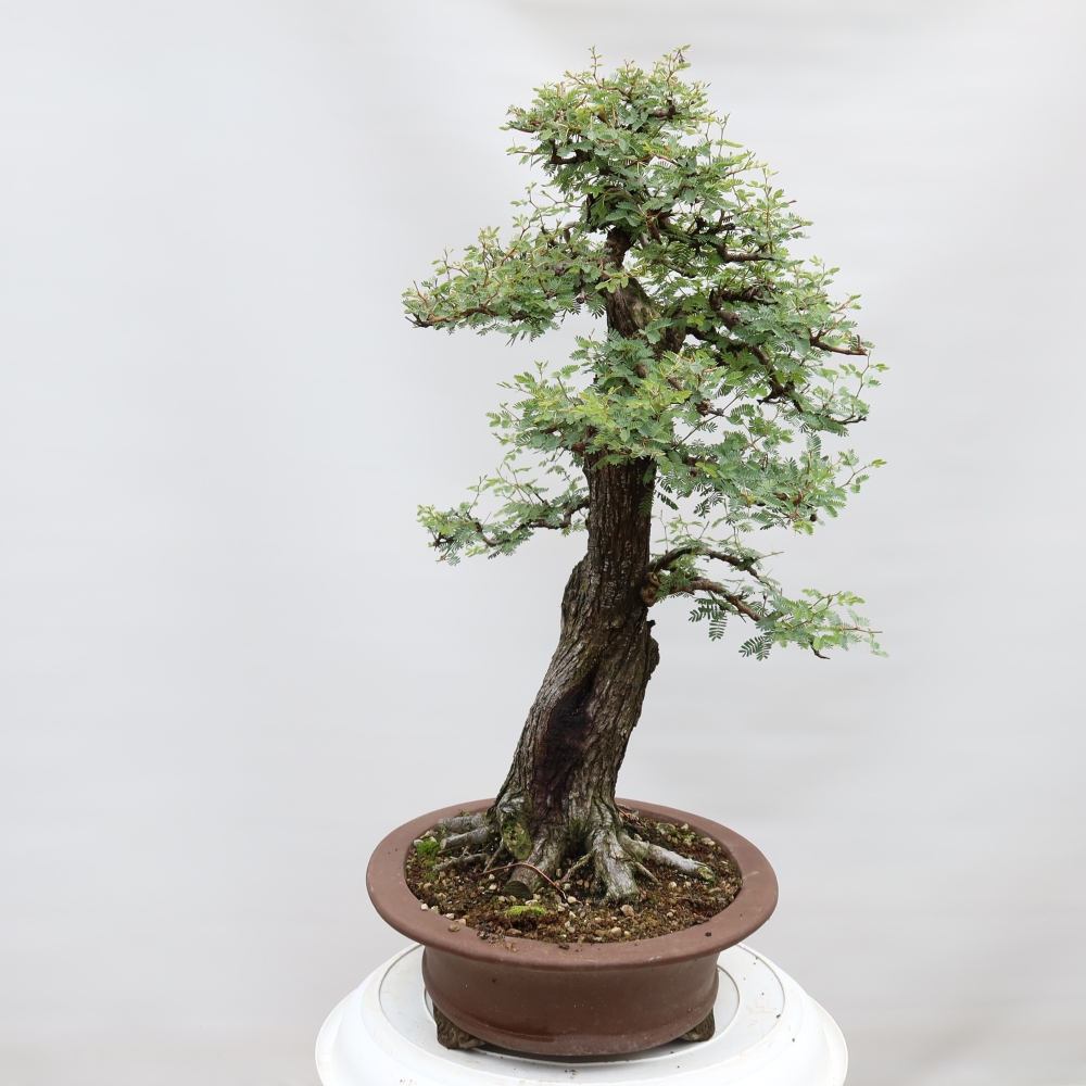 Pokojová bonsai - Akacia Arabica