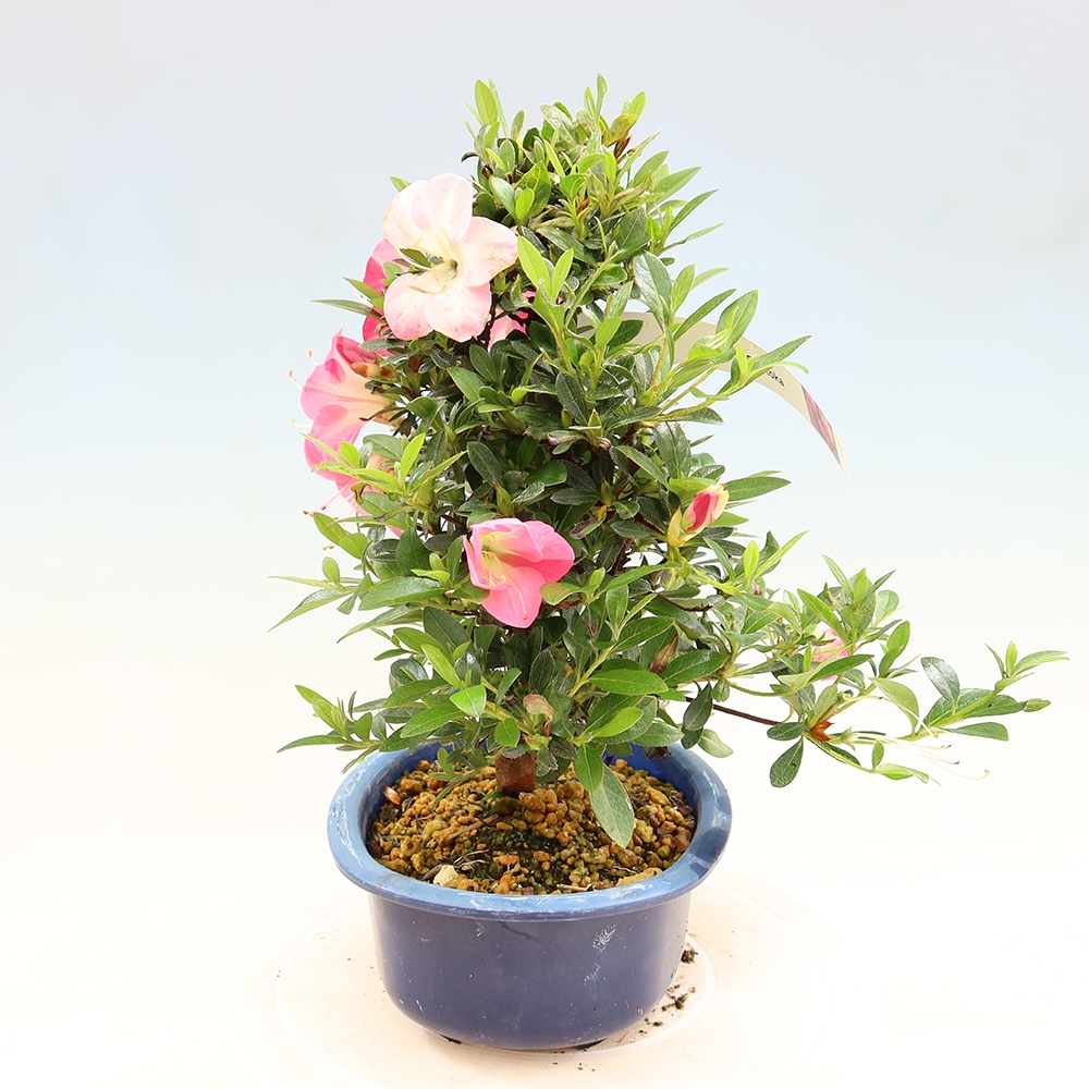 Venkovní bonsai - Japonská azalka - Azalea Santoka