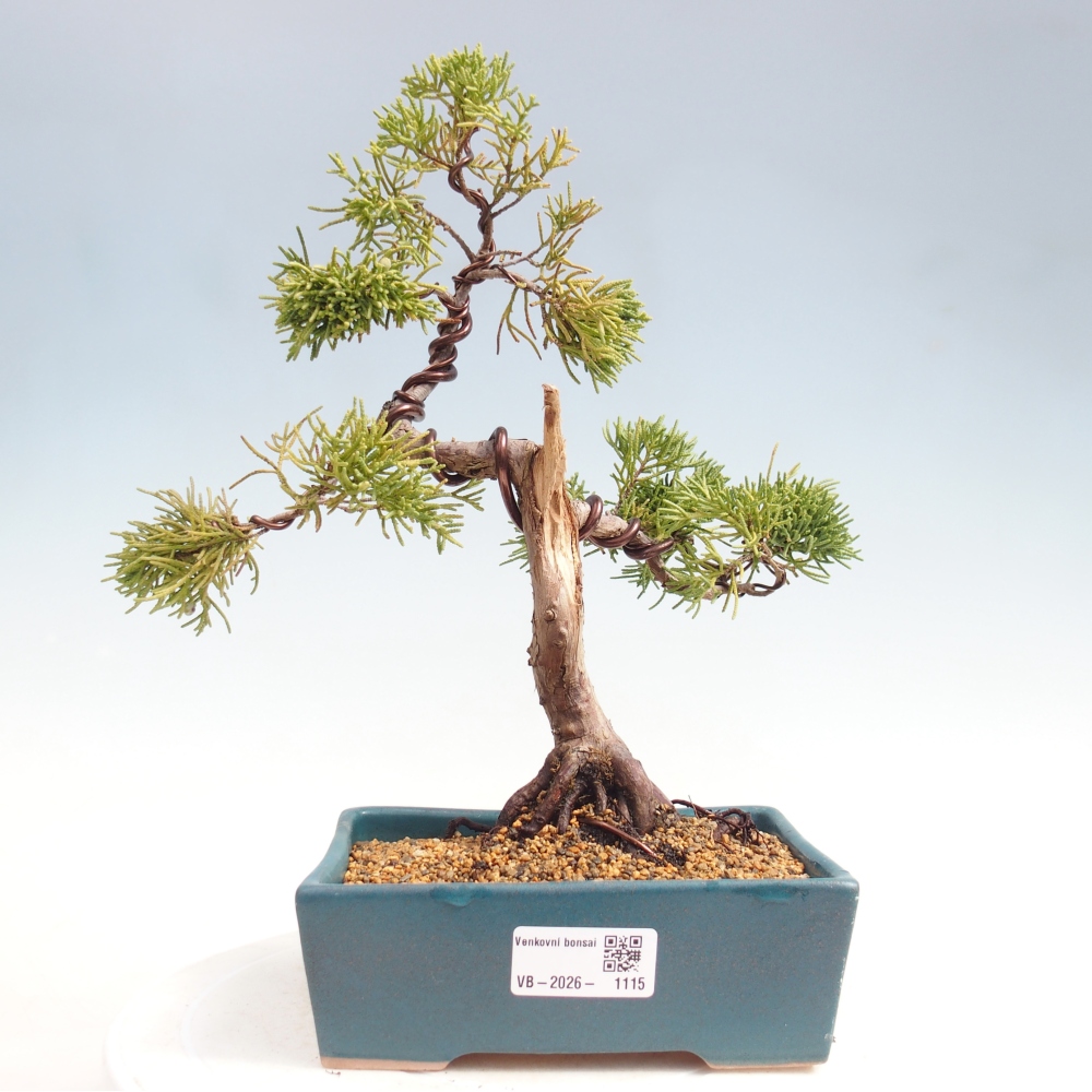 Venkovní bonsai - Juniperus chinensis Kishu -Jalovec čínský