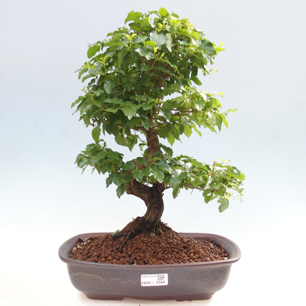 Pokojová bonsai -Ligustrum chinensis - Ptačí zob