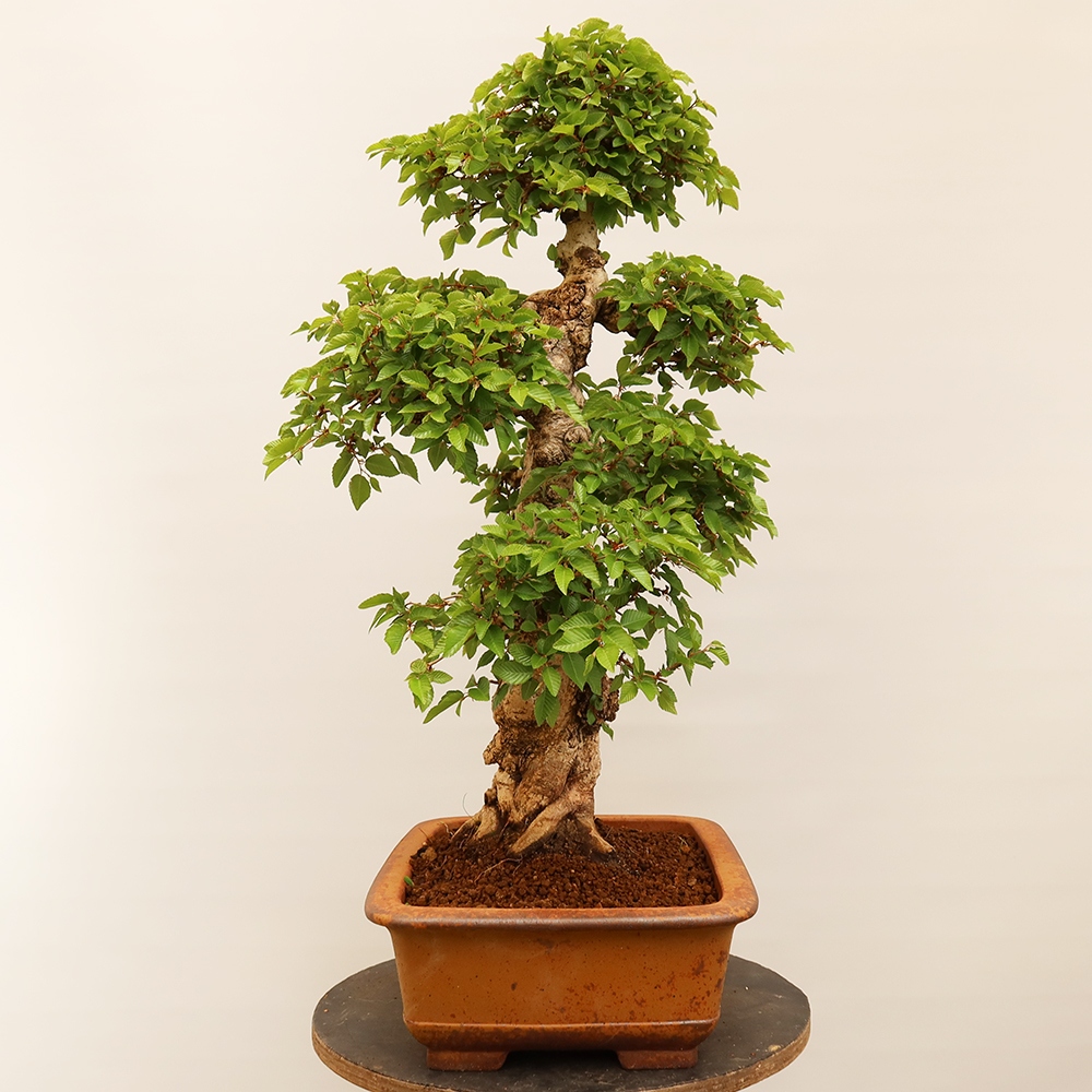 Venkovní bonsai -Carpinus Coreana - Habr korejský