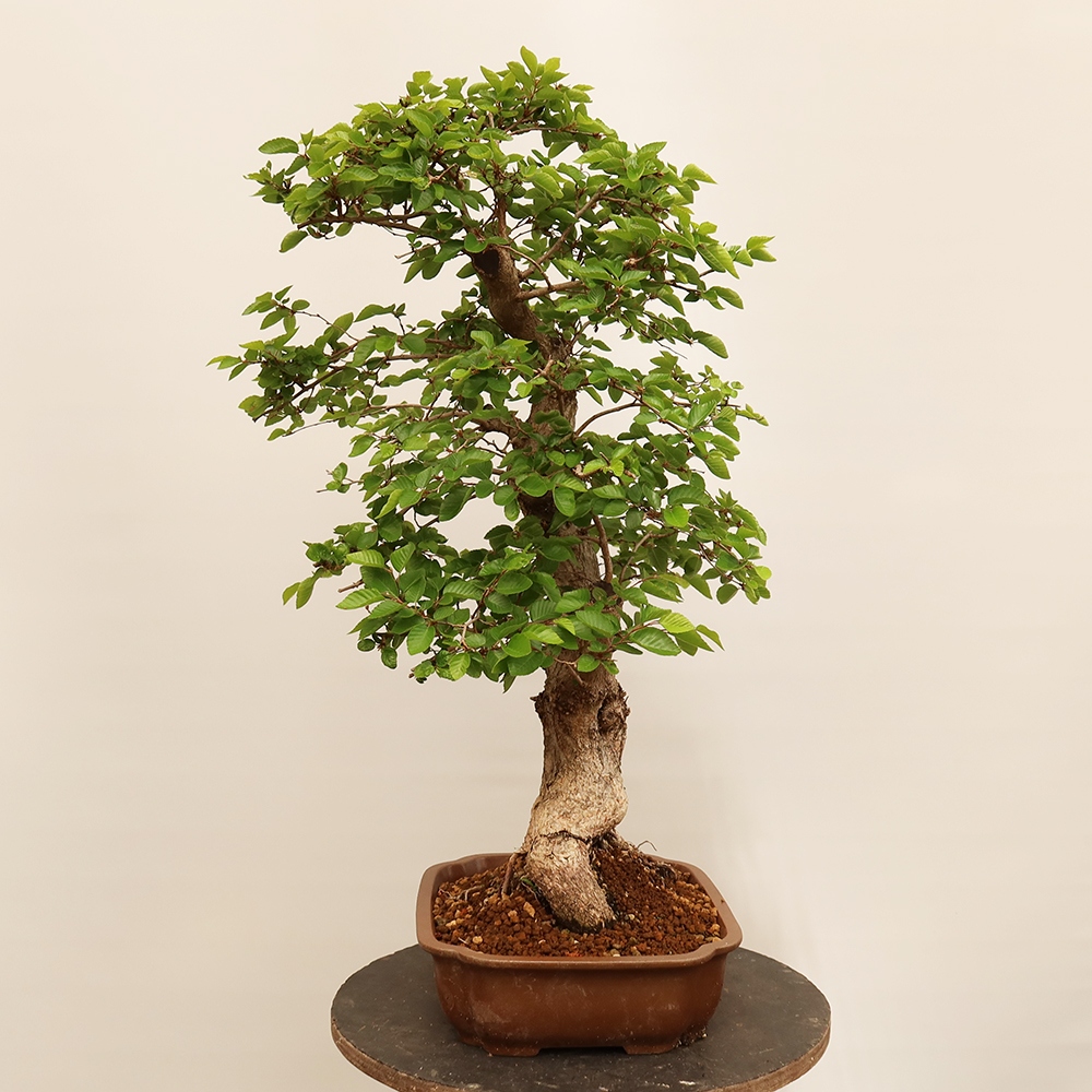 Venkovní bonsai -Carpinus Coreana - Habr korejský