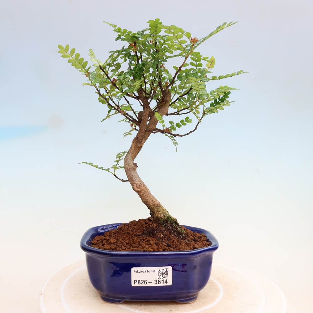 Pokojová bonsai - Zantoxylum piperitum - Pepřovník
