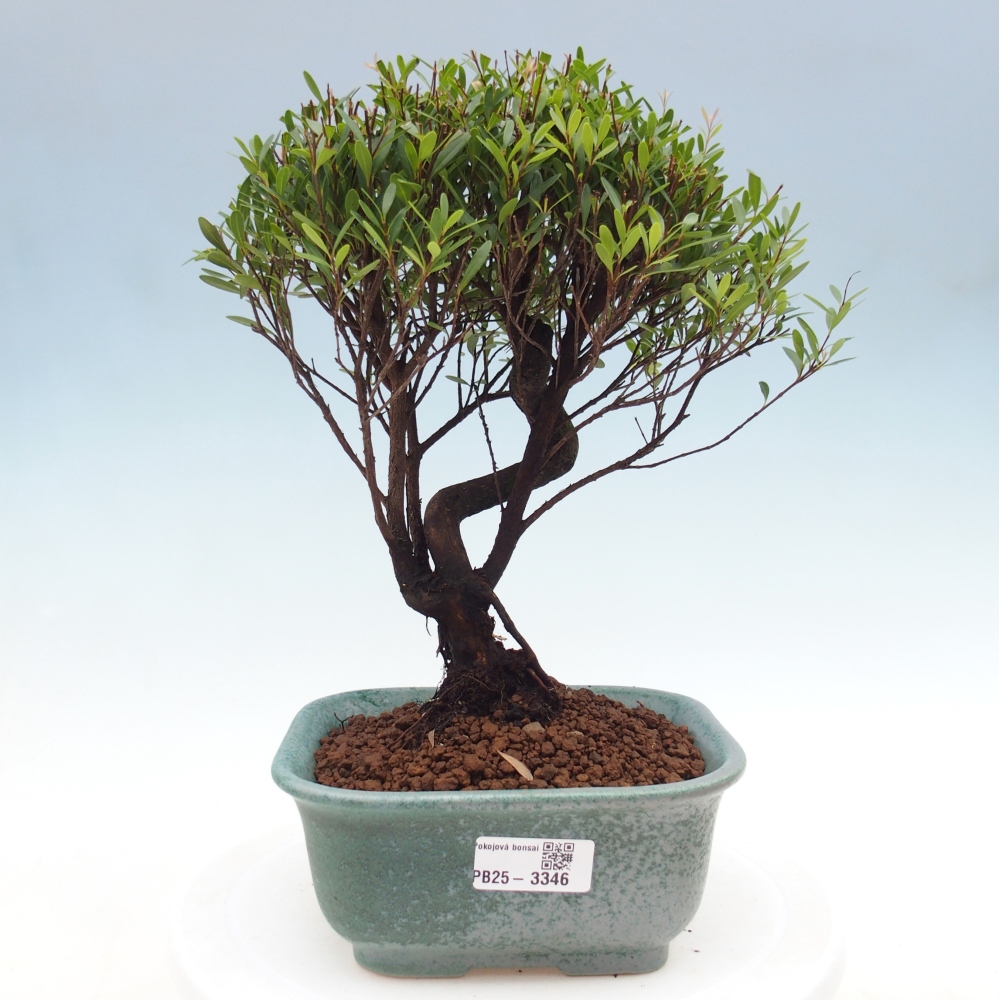 Pokojová bonsai - Syzygium - Pimentovník