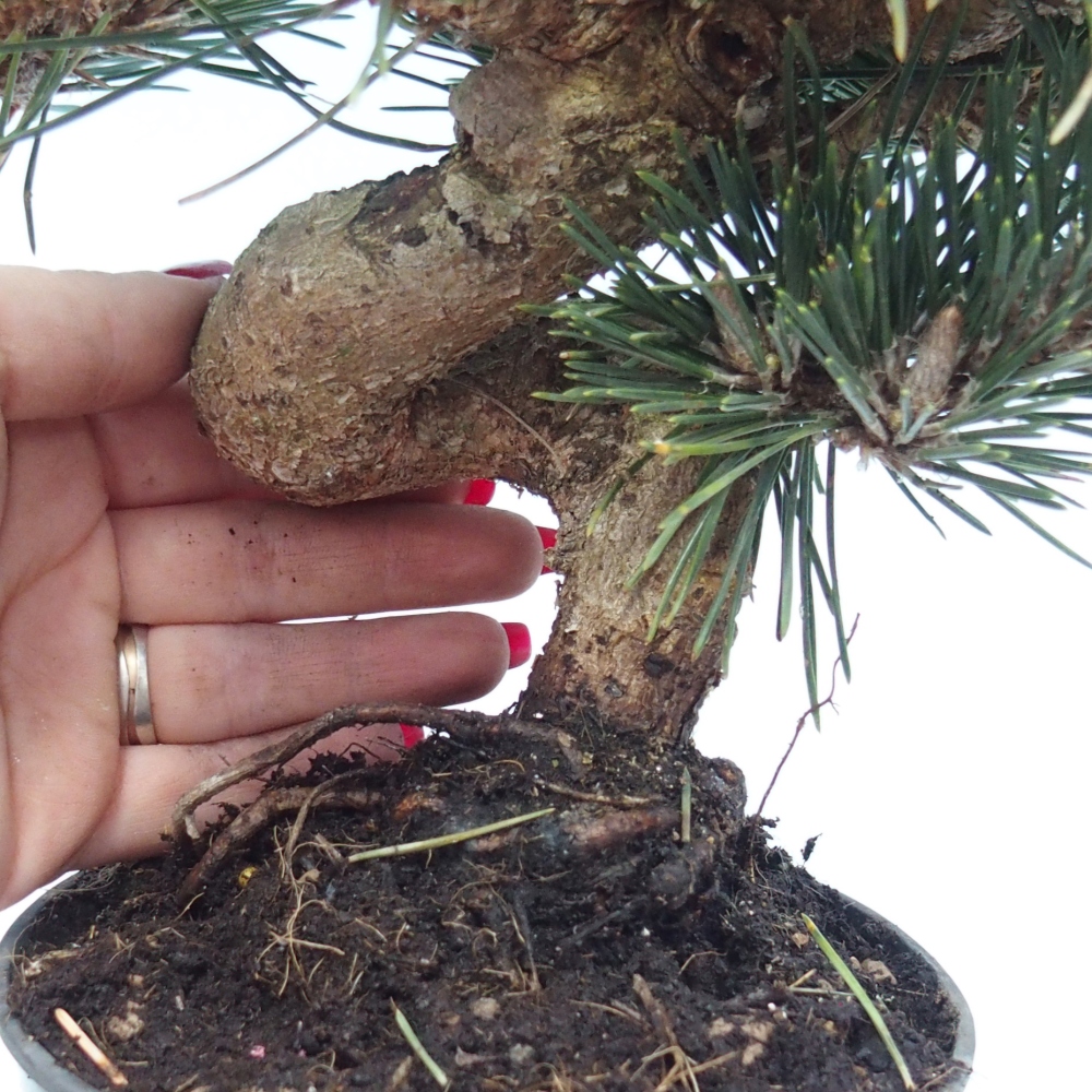Venkovní bonsai - Pinus thunbergii senjyumaru - Borovice thunbergova