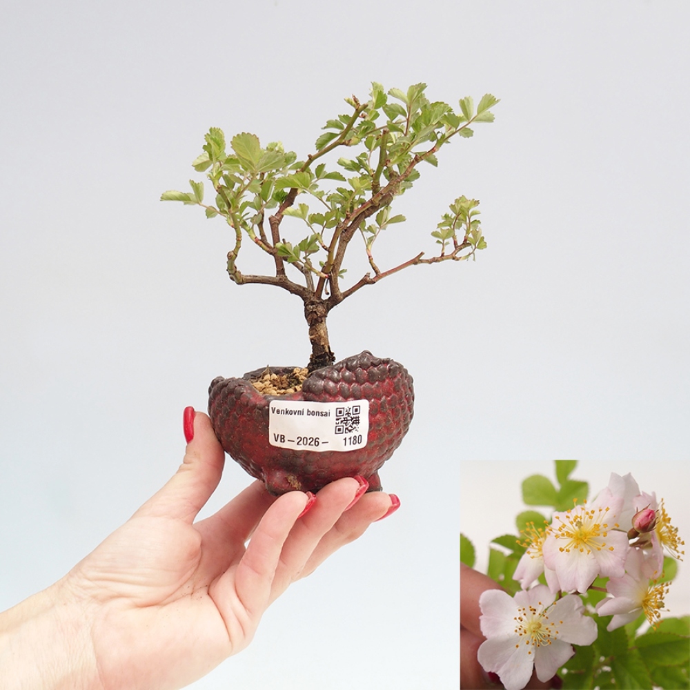 Venkovní bonsai - Rosa sp. - malokvětá růže