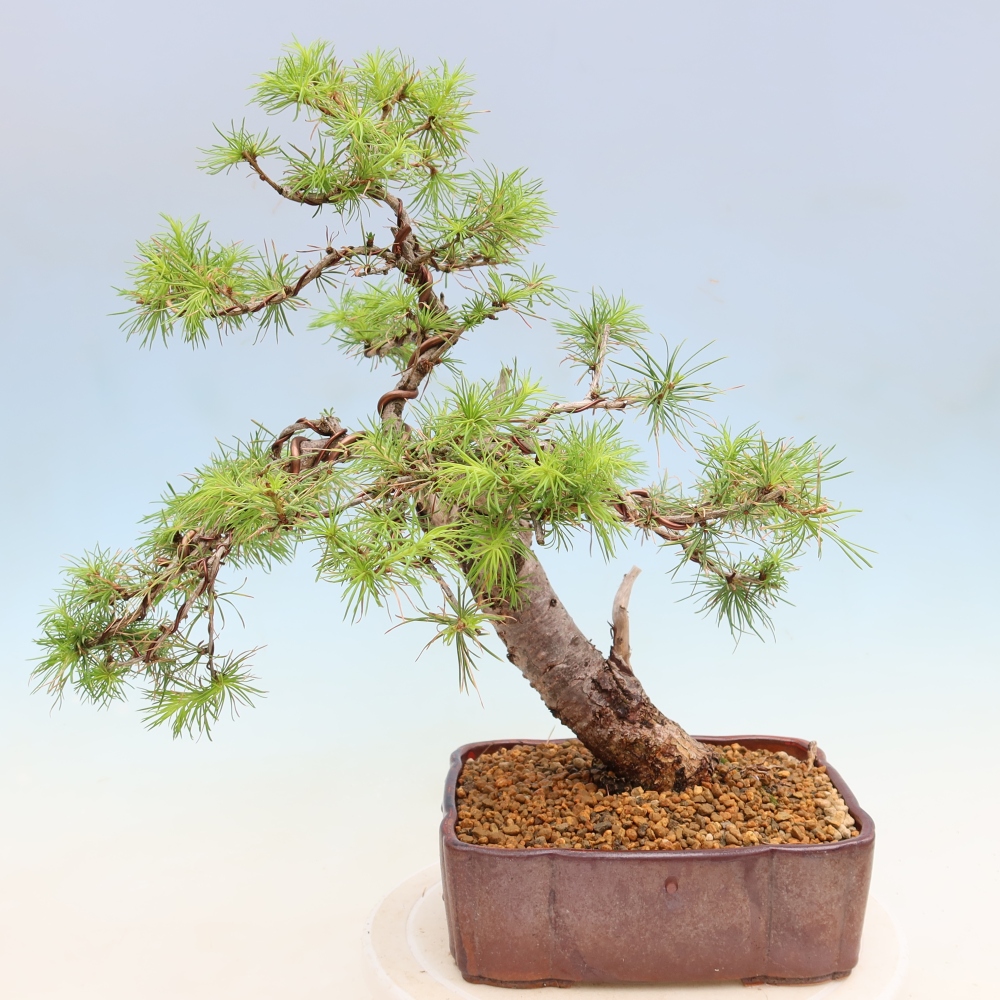 Venkovní bonsai -Larix decidua - Modřín opadavý 