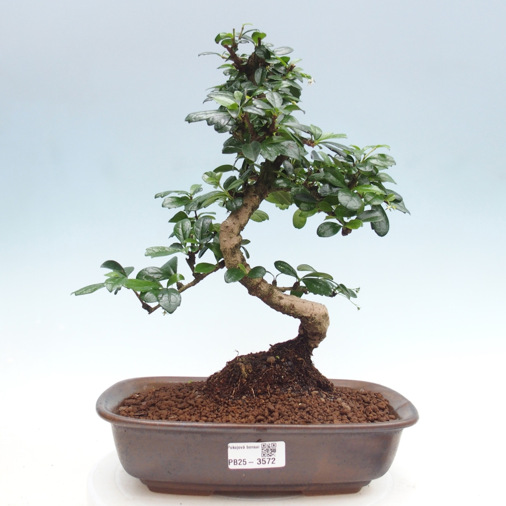 Pokojová bonsai - Carmona macrophylla - Čaj fuki