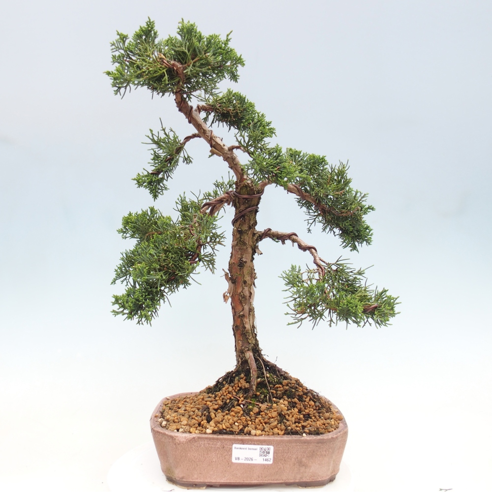 Venkovní bonsai - Juniperus chinensis Kishu -Jalovec čínský