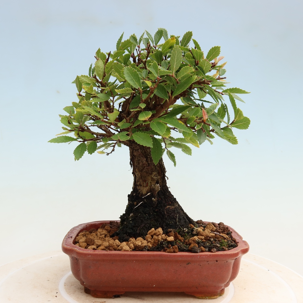 Venkovní bonsai - Zelkova - Zelkova NIRE