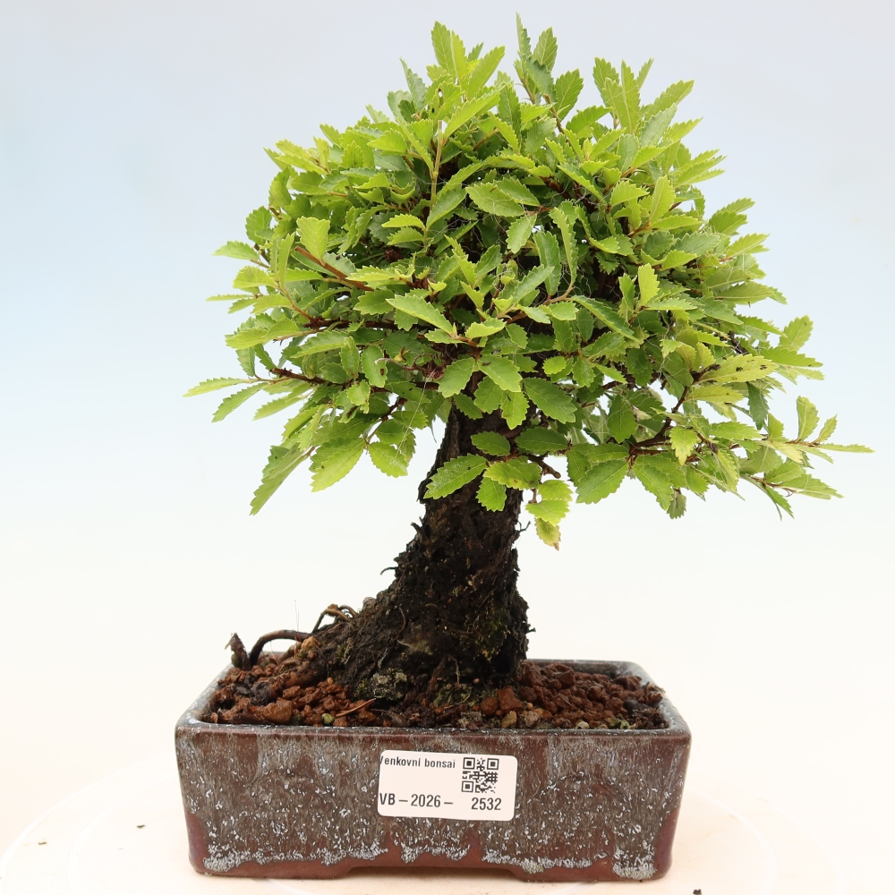Venkovní bonsai - Zelkova - Zelkova NIRE