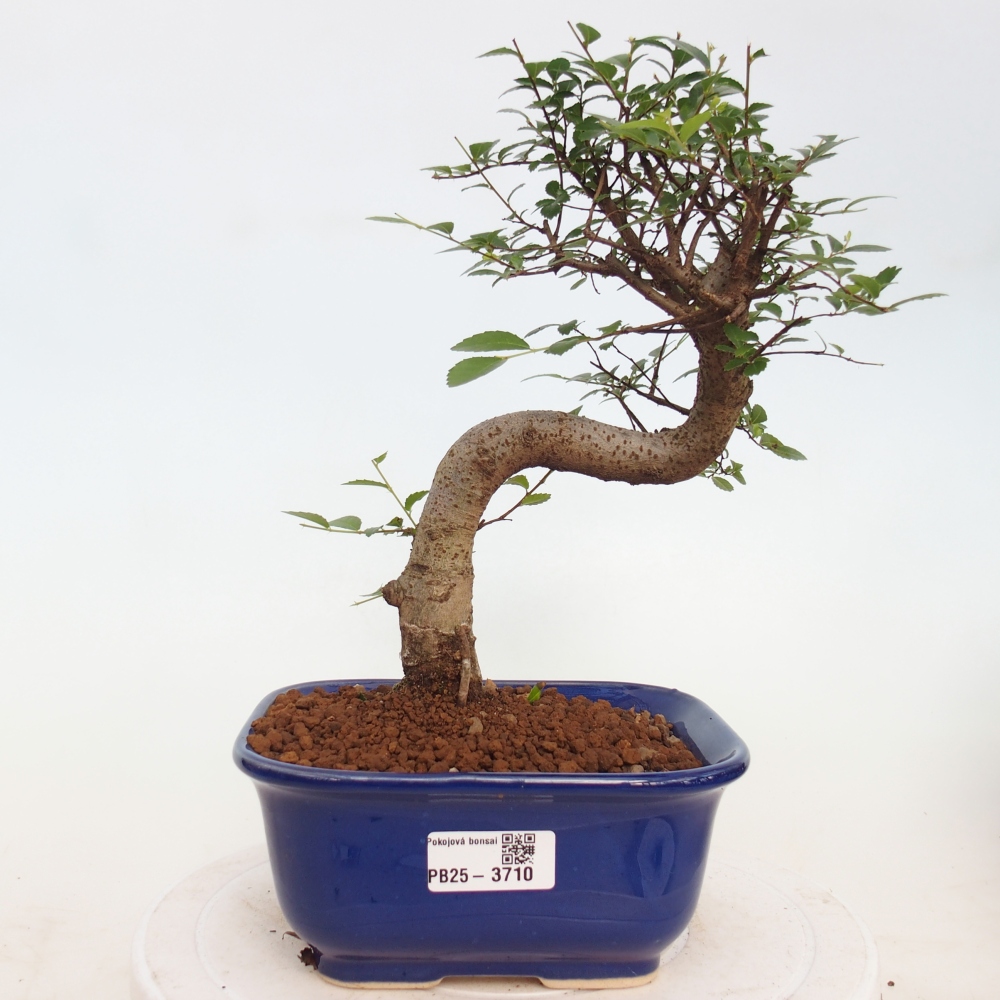 Pokojová bonsai - Ulmus parvifolia - Malolistý jilm