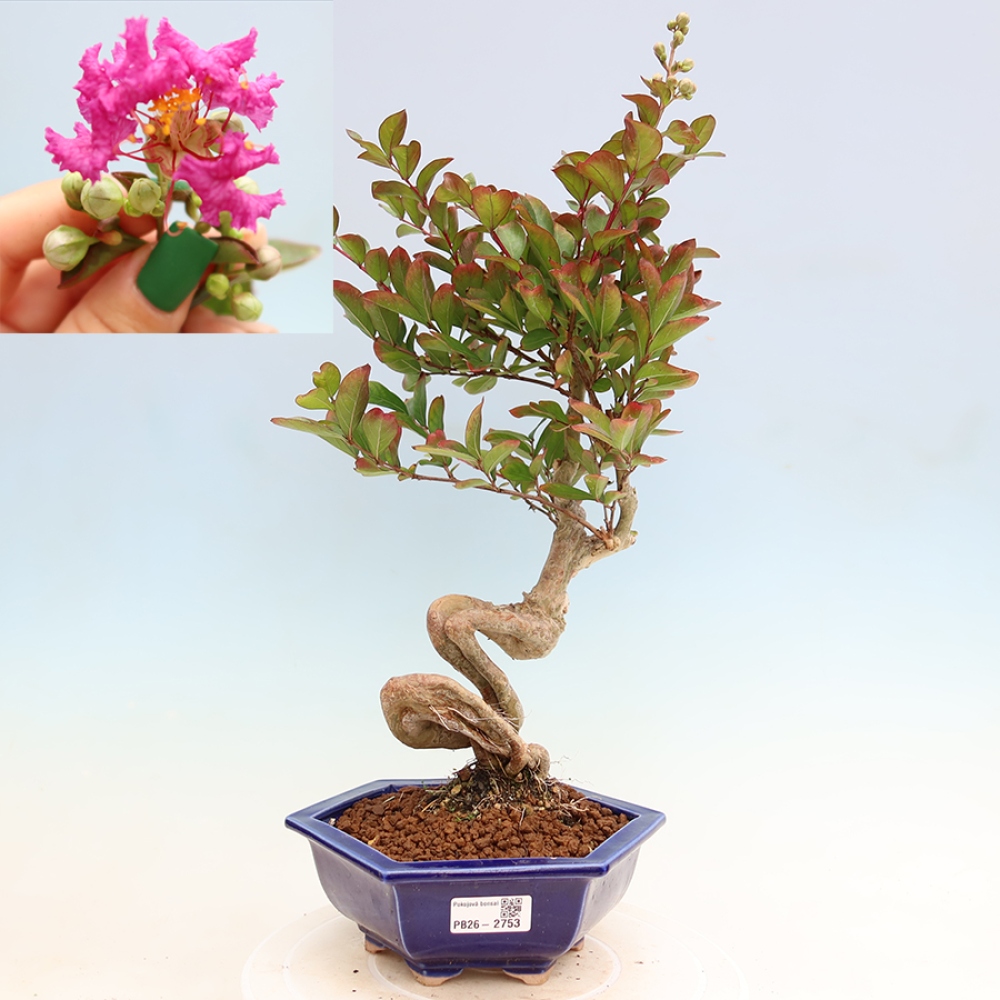 Pokojová bonsai - Lagerstroemia indica - indický šeřík