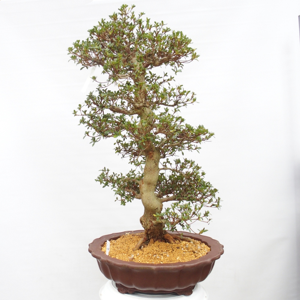 Venkovní bonsai - Japonská azalka - Azalea Shikou