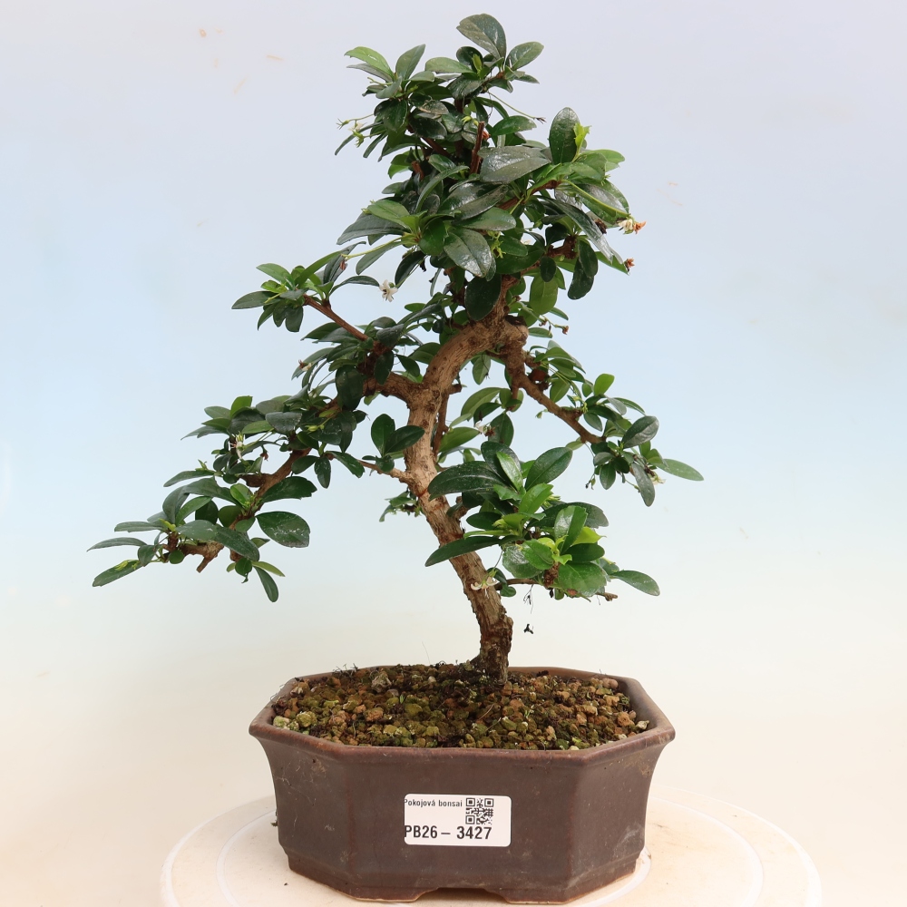 Pokojová bonsai - Carmona macrophylla - Čaj fuki