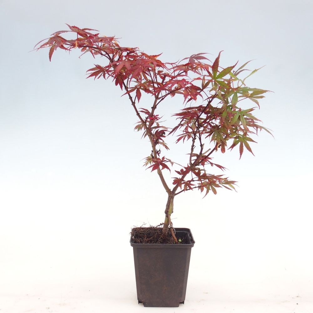 Venkovní bonsai -Javor dlanitolistý  - Acer palmatum Berry Broom v kontejneru