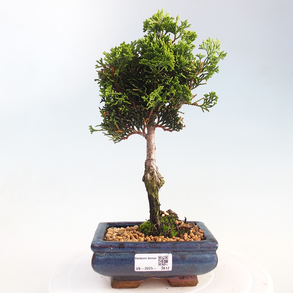 Venkovní bonsai - Cham.pis obtusa Nana Gracilis - Cypřišek