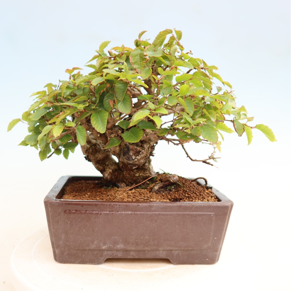 Venkovní bonsai -Carpinus CARPINOIDES - Habr korejský