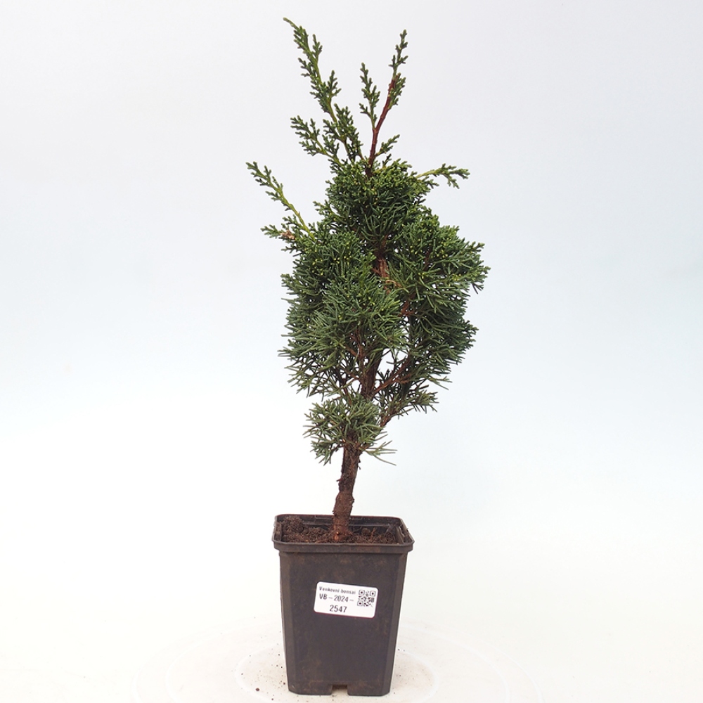 Venkovní bonsai - Juniperus chinensis Kishu -Jalovec čínský