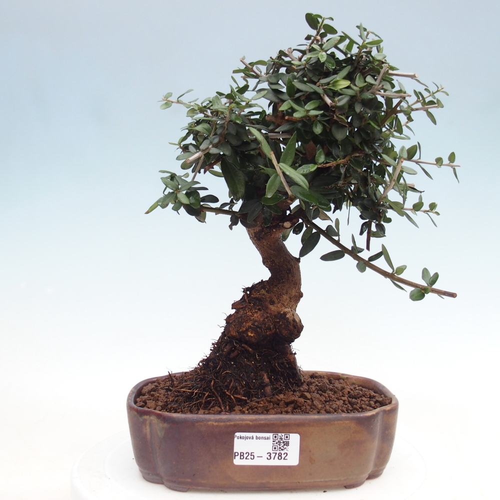 Pokojová bonsai - Olea europaea sylvestris -Oliva evropská drobnolistá