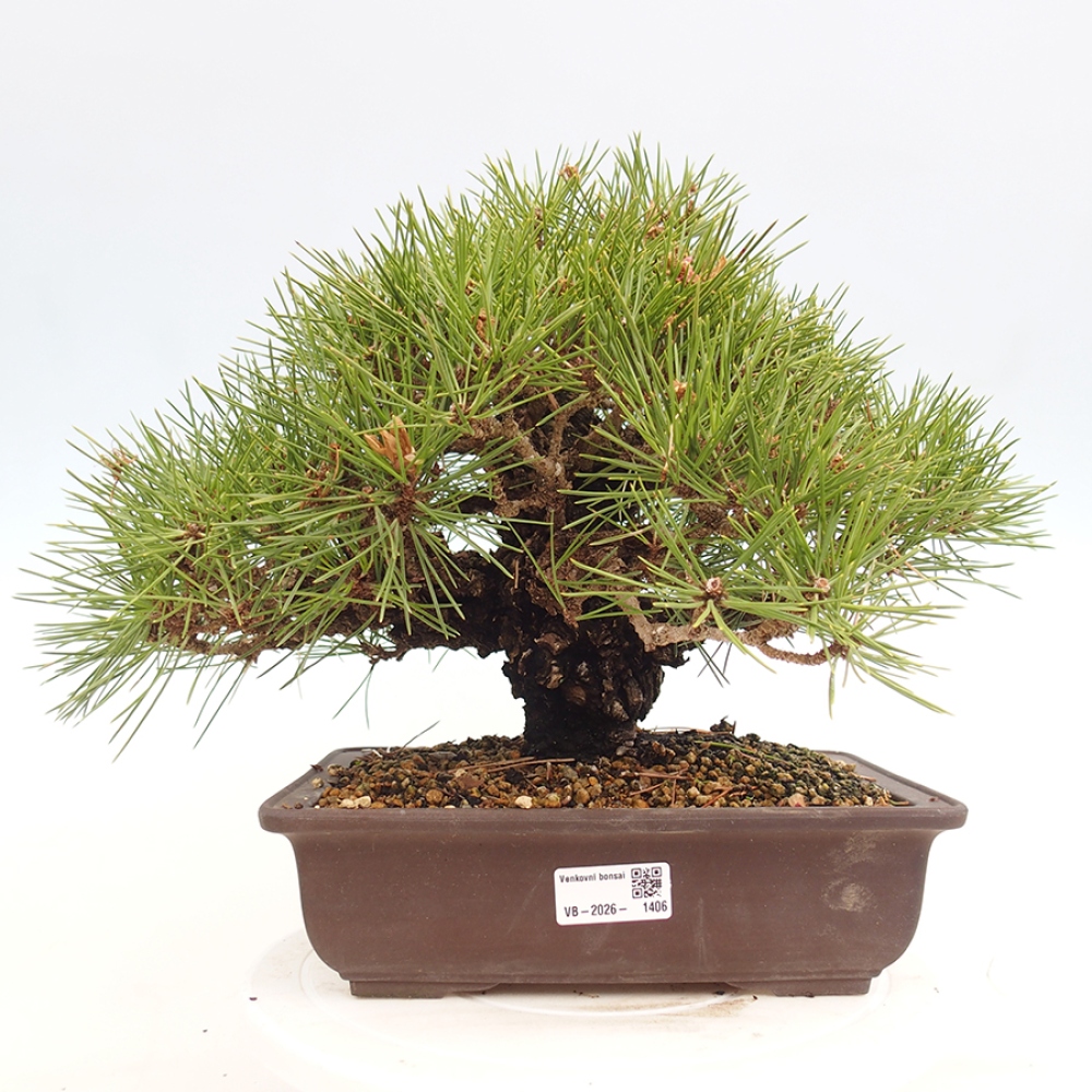 Venkovní bonsai - Pinus thunbergii - Borovice thunbergova
