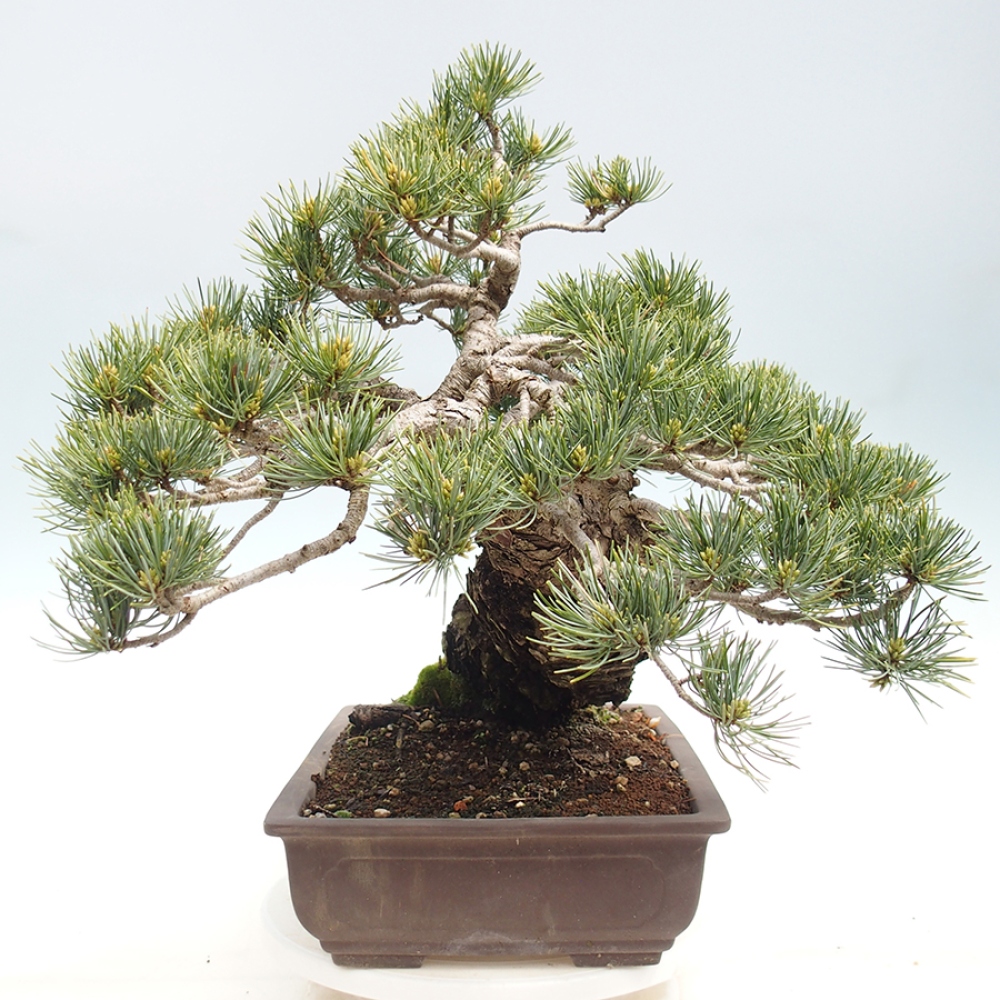 Venkovní bonsai - Pinus parviflora - Borovice drobnokvětá