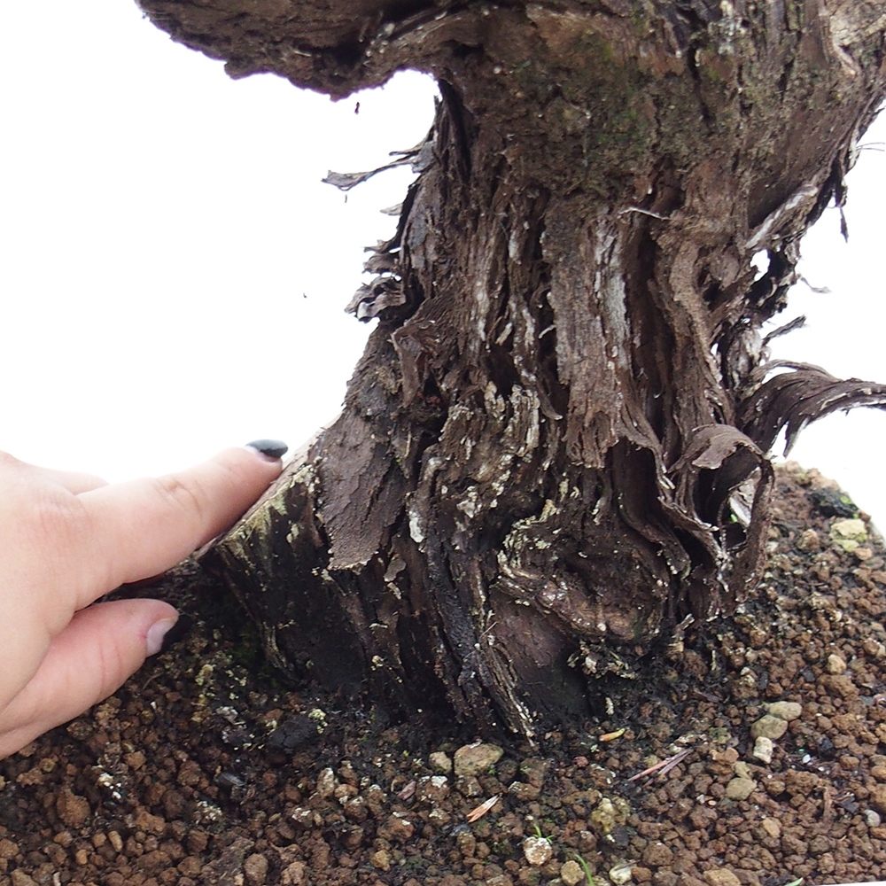 Venkovní bonsai - Vitis vinnifera MUSKAT ITALIA  - Vinná réva