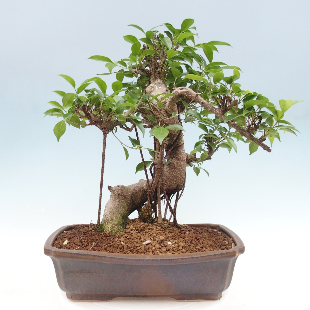 Pokojová bonsai - Ficus retusa -  malolistý fíkus