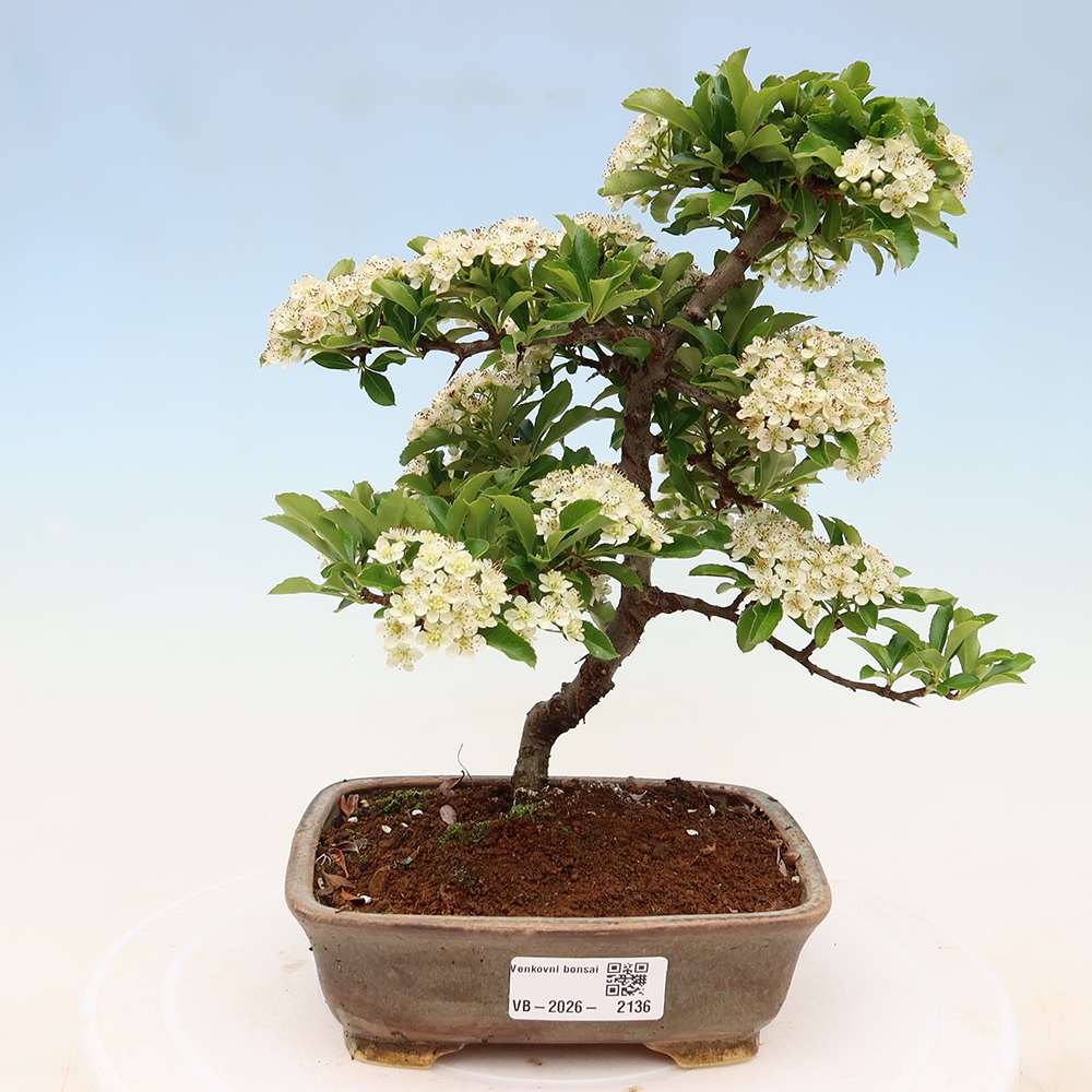 Venkovní bonsai - Pyracantha teton - Hlohyně šarlatová