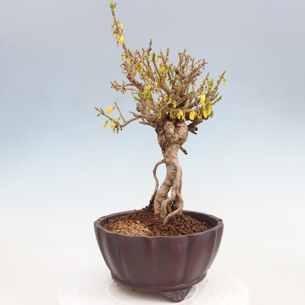 Venkovní bonsai - Zlatice - Forsythia koreana