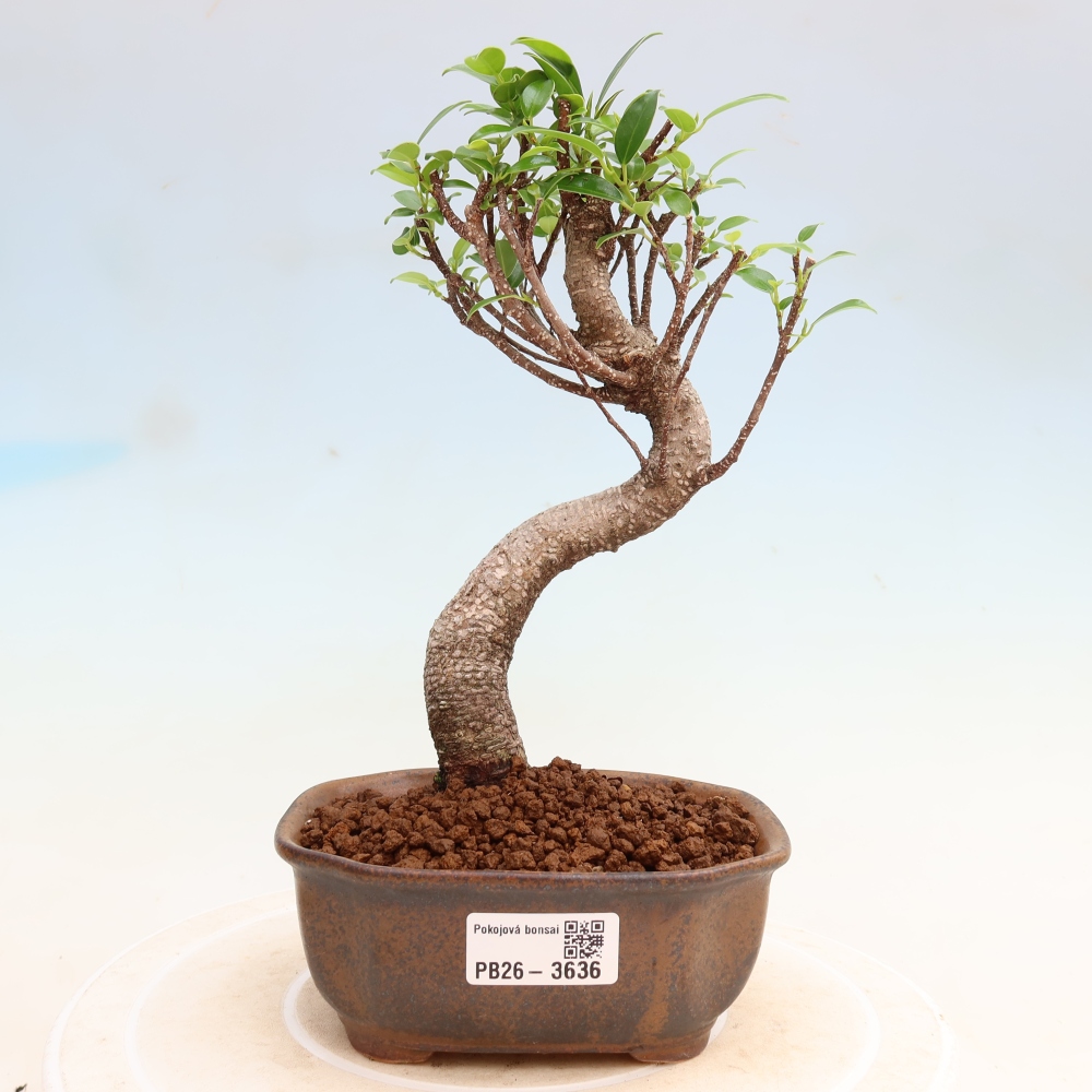 Pokojová bonsai - Ficus kimmen -  malolistý fíkus
