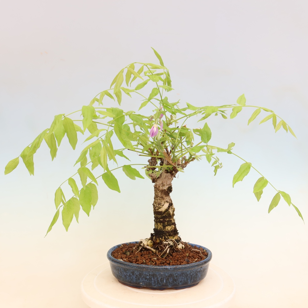 Venkovní bonsai - Vistarie květnatá - Wisteria floribunda