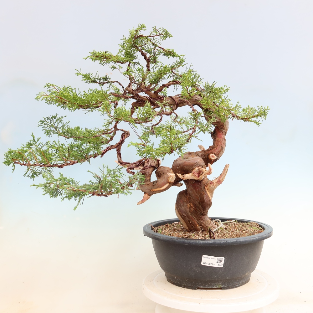 Venkovní bonsai - Juniperus chinensis Itoigawa-Jalovec čínský