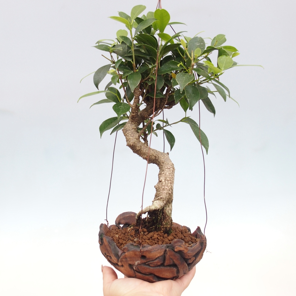 Kokedama v keramice - malolistý ficus - Ficus kimmen