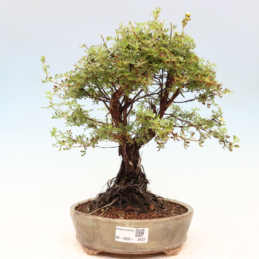Venkovní bonsai-Mochna křovitá - potentila fruticosa 