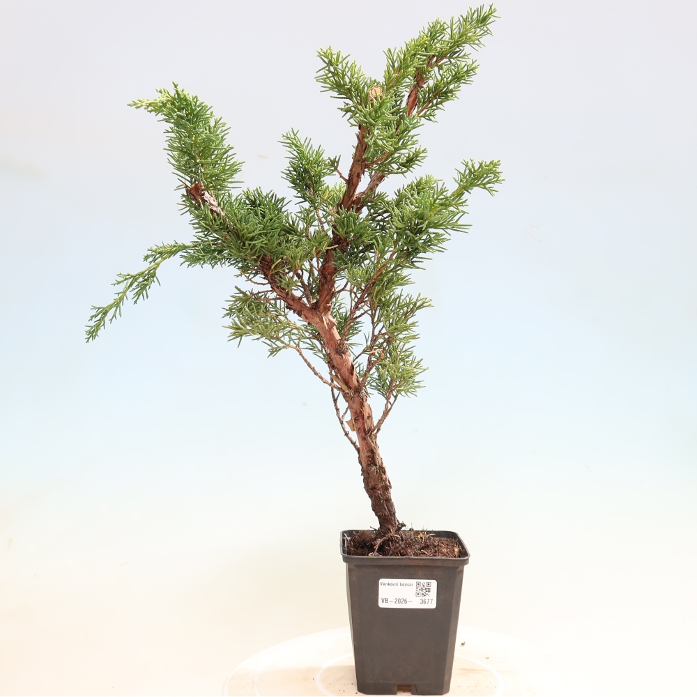 Venkovní bonsai - Juniperus chinensis Kishu -Jalovec čínský