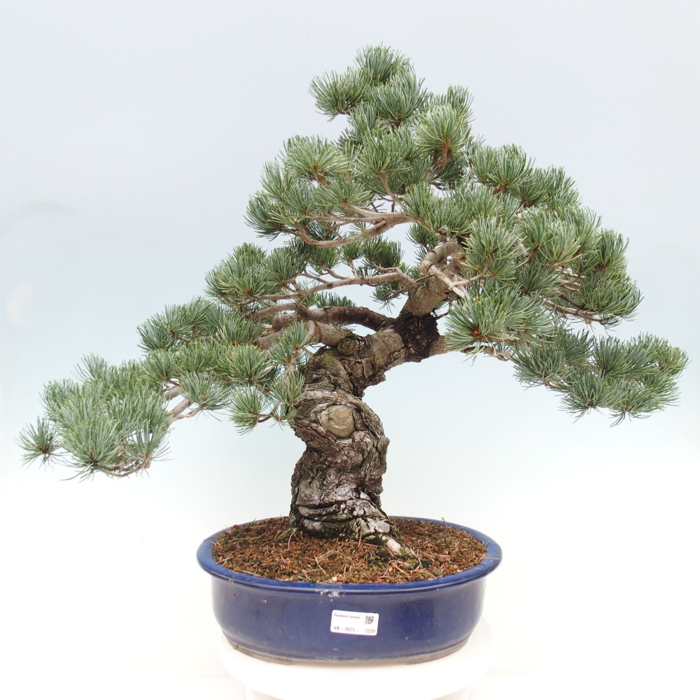 Venkovní bonsai - Pinus parviflora - Borovice drobnokvětá