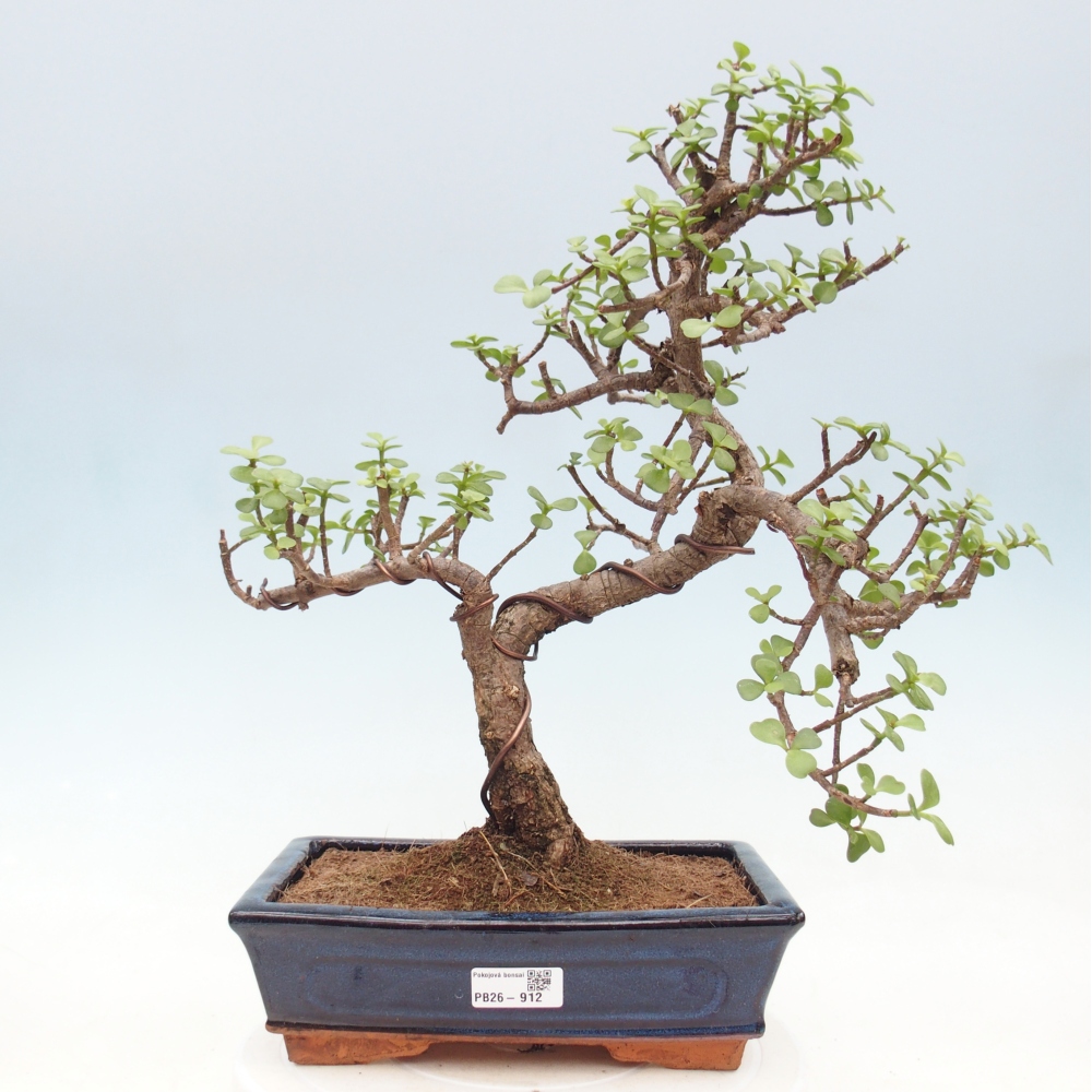 Pokojová bonsai - Portulakaria Afra - Tlustice