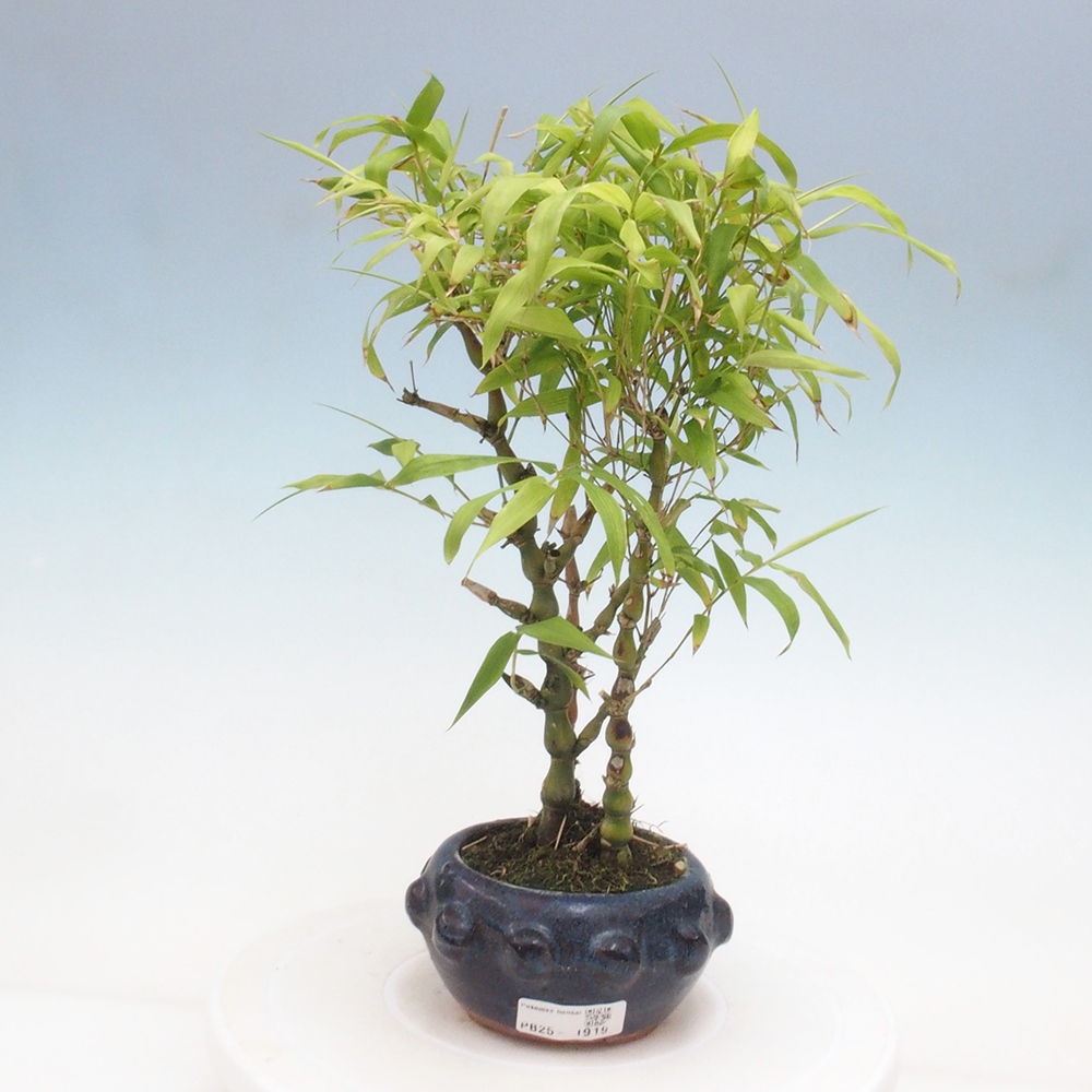 Pokojová bonsai - Bambus budha-Bambus budhovo břicho