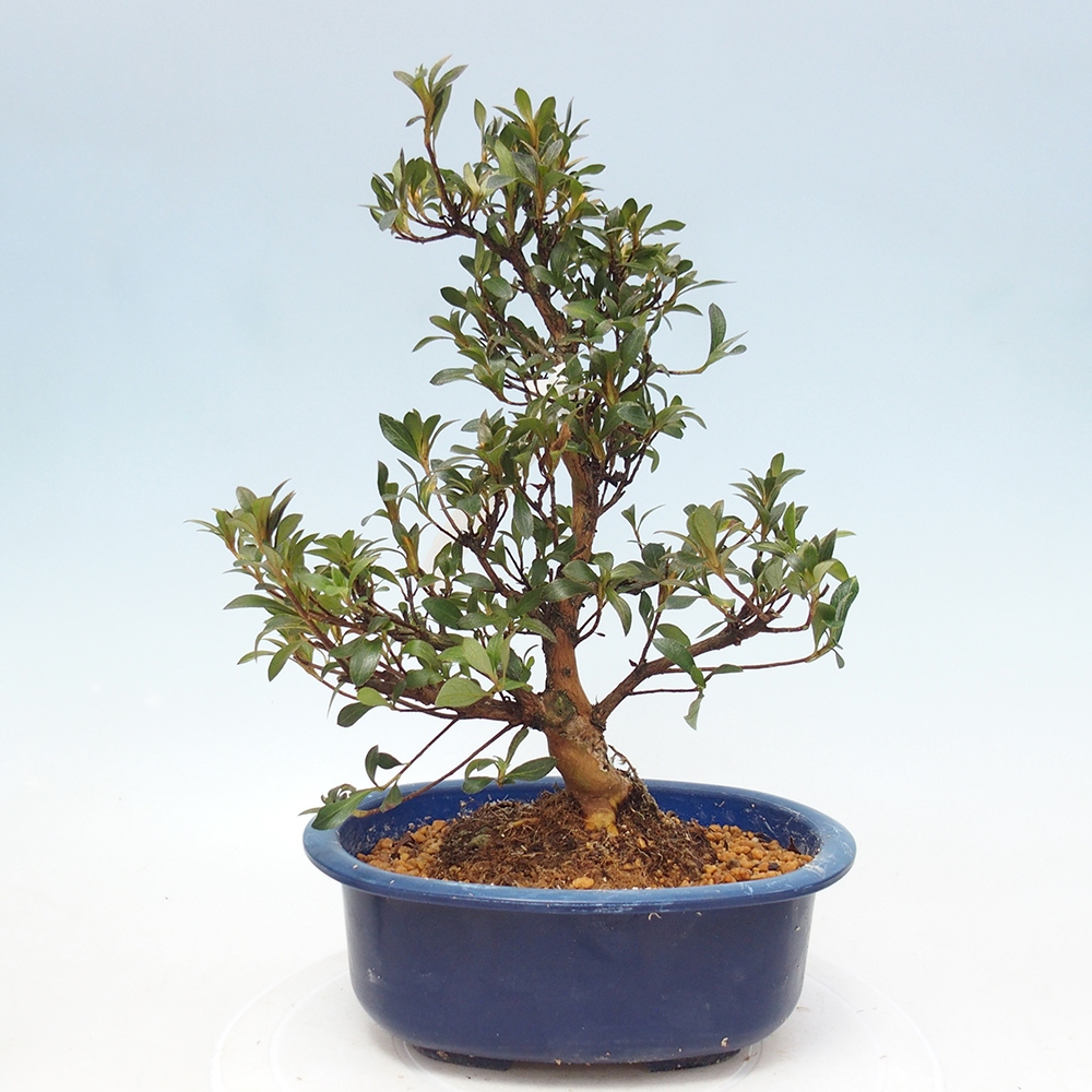 Venkovní bonsai - Japonská azalka - Azalea HANABIN