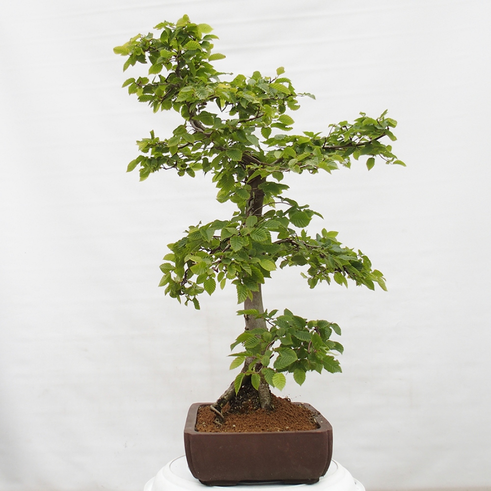 Venkovní bonsai - Habr obecný - Carpinus betulus