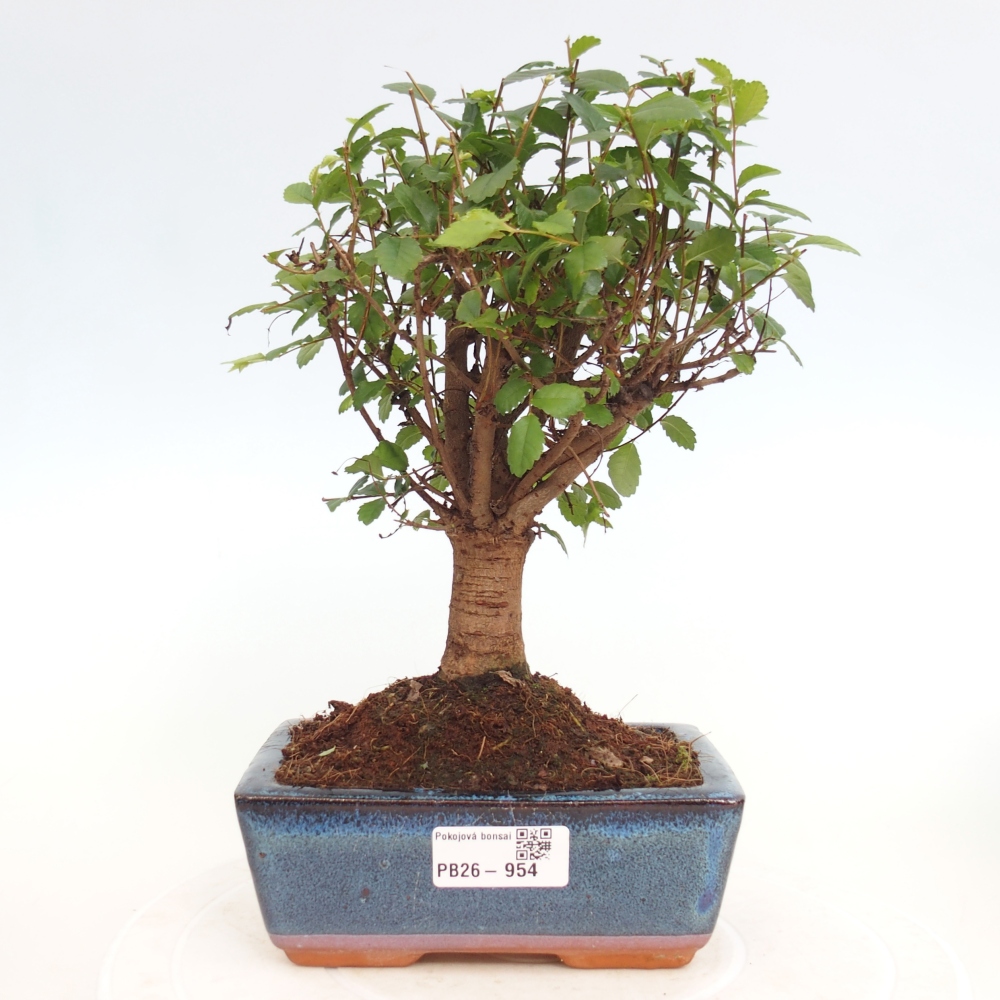 Pokojová bonsai - Ulmus parvifolia - Malolistý jilm