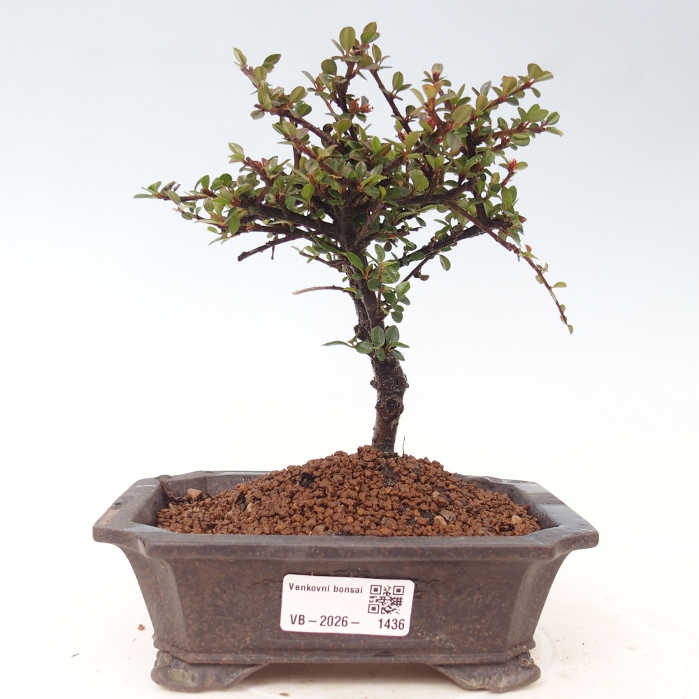 Venkovní bonsai - Cotoneaster horizontalis - Skalník