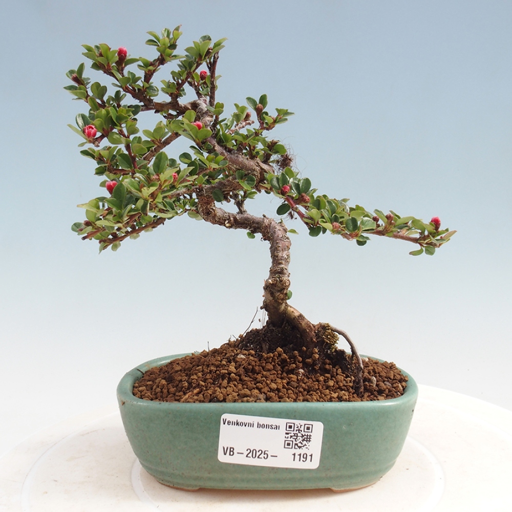 Venkovní bonsai - Cotoneaster horizontalis - Skalník