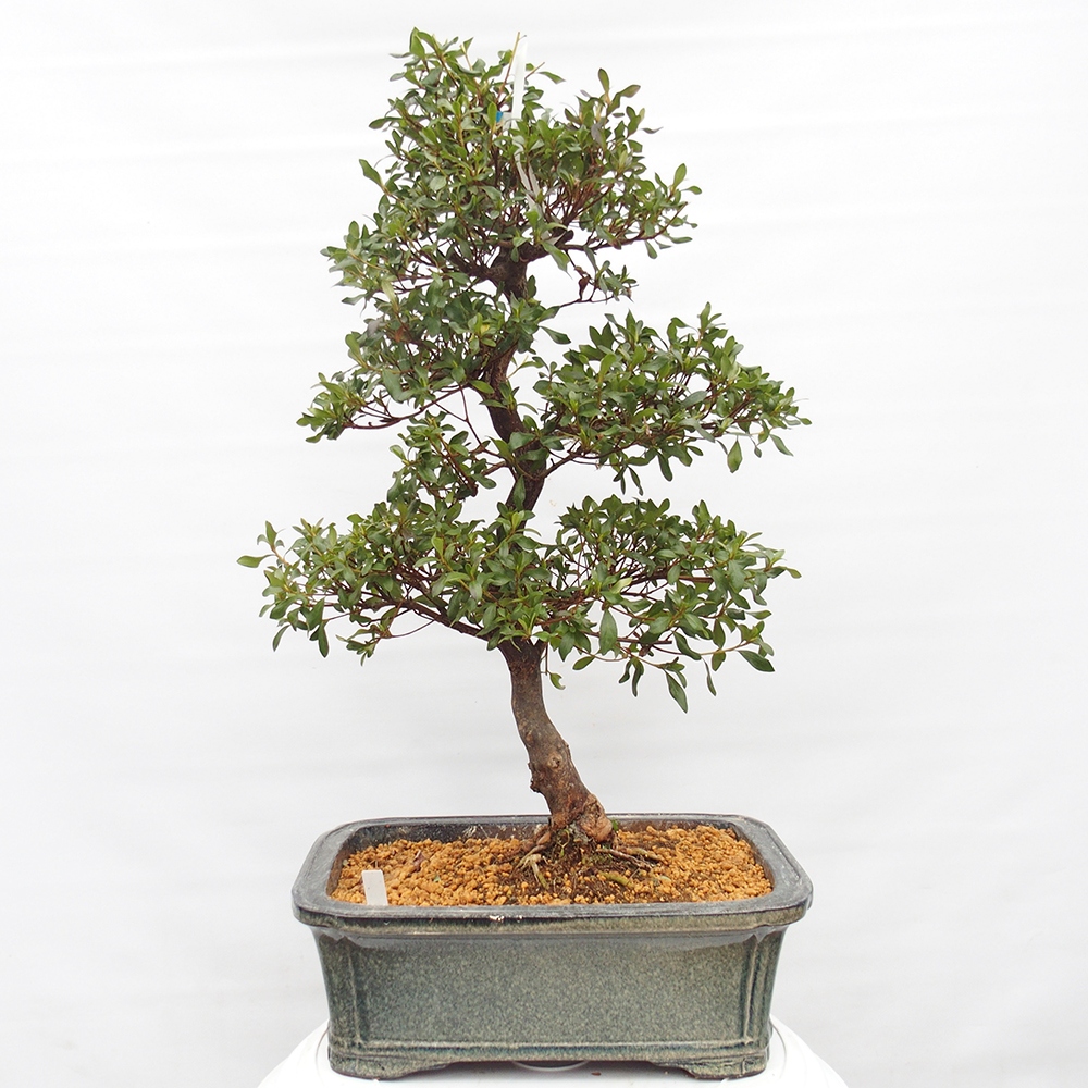 Venkovní bonsai - Japonská azalka - Azalea Kisshoten