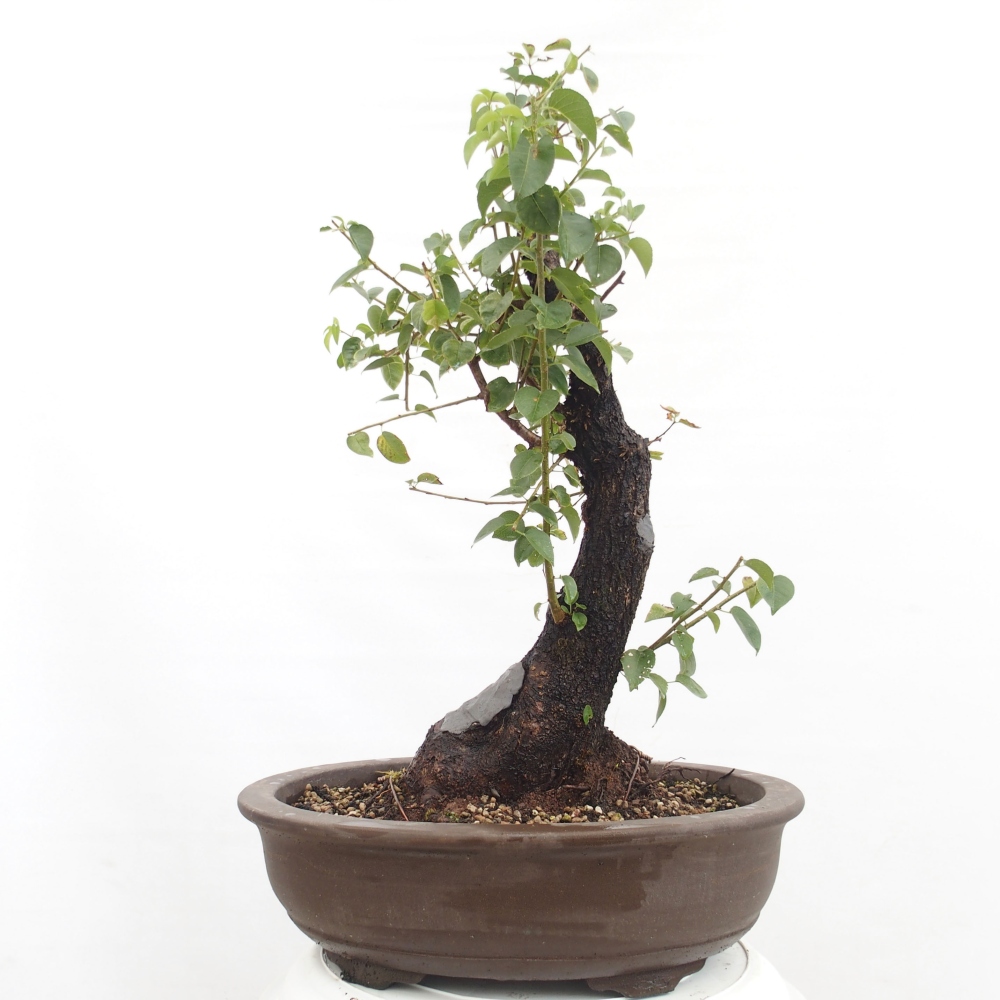 Venkovní bonsai - Mahalebka - Prunus mahaleb
