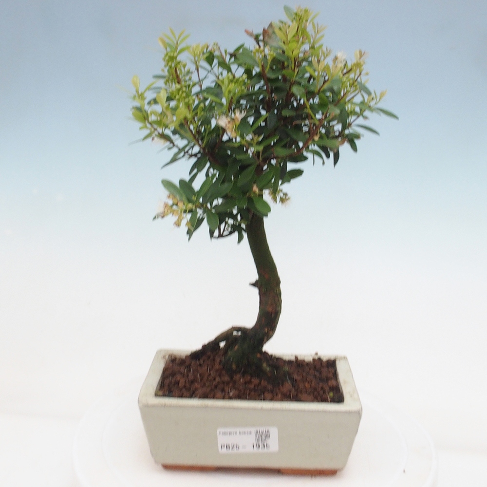 Pokojová bonsai - Syzygium - Pimentovník