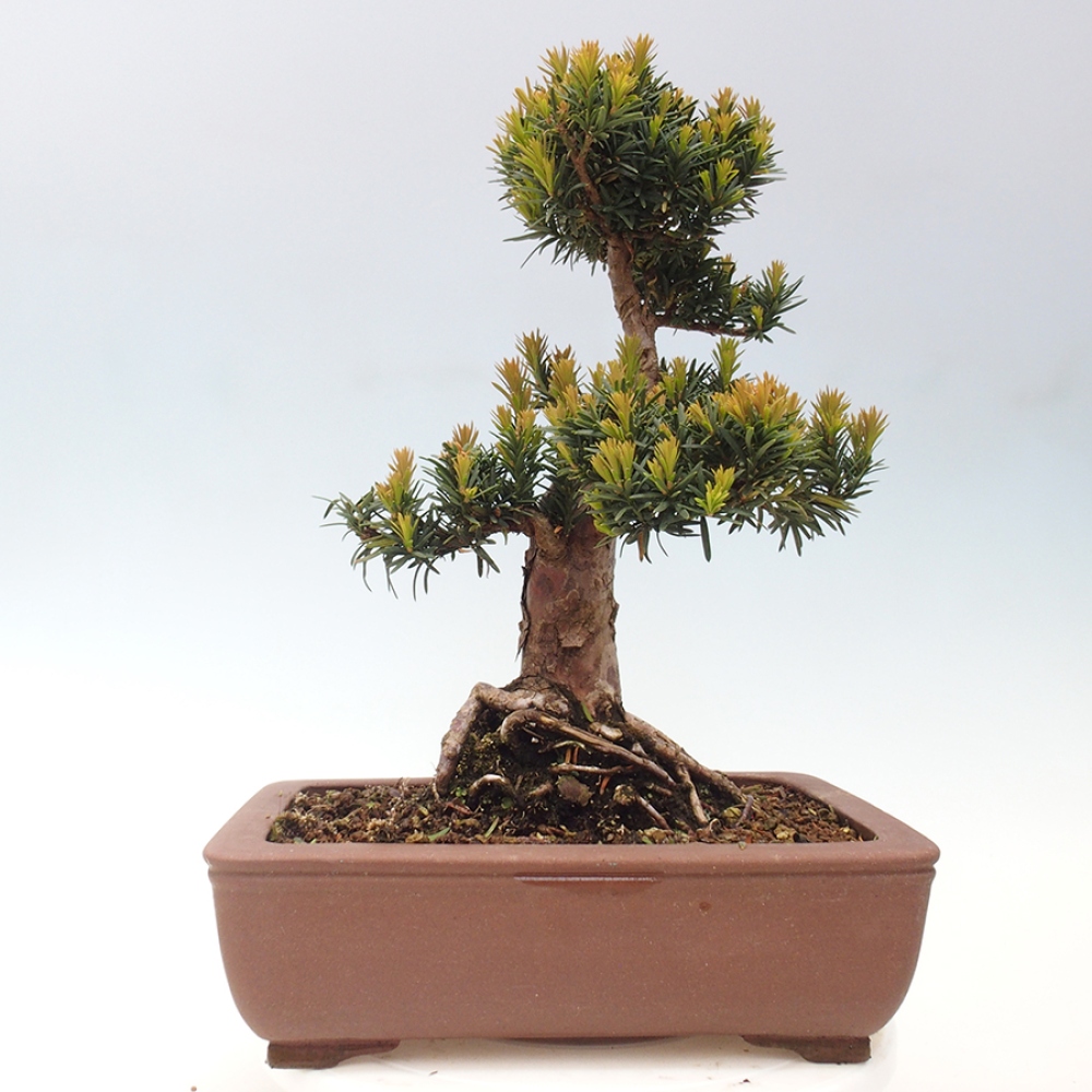 Venkovní bonsai - Taxus cuspidata  - Tis japonský