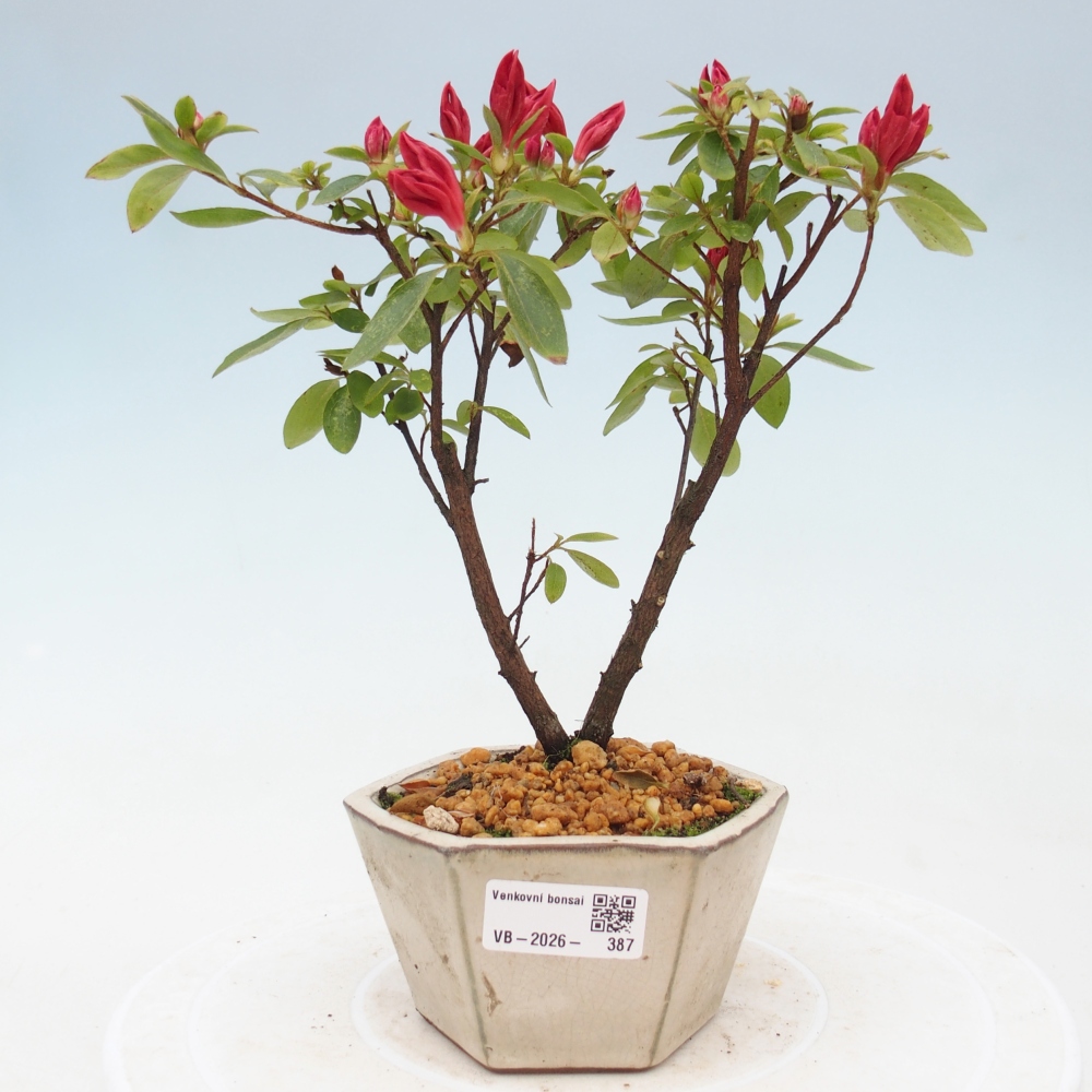 Venkovní bonsai - Japonská azalka - Azalea sp.